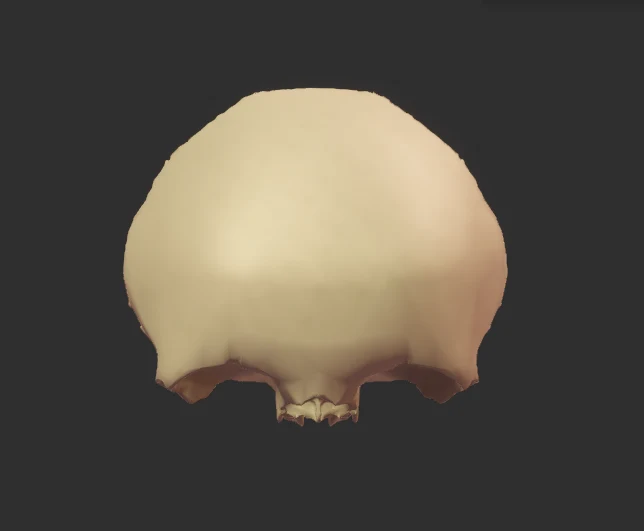 Frontal Bone